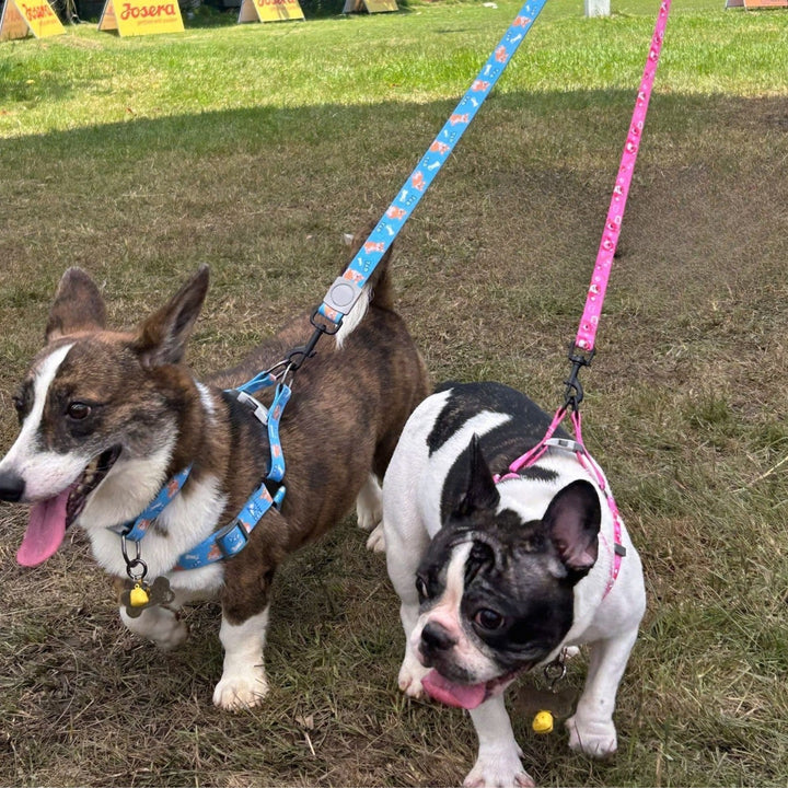 Dây Dắt Yếm Cho Chó Mèo T&D Diamonds Lucky/Collar, Thời Trang, Nhiều Size