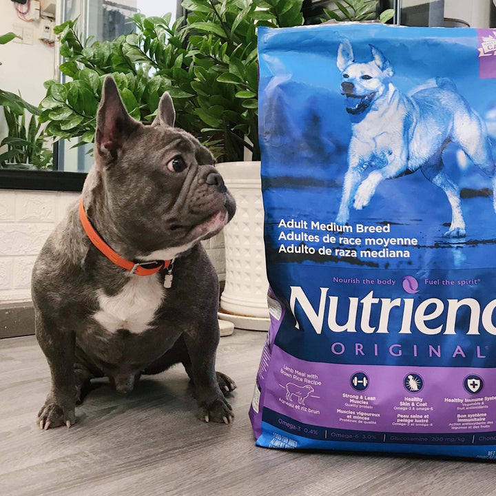 [5Kg] Hạt Nutrience Original Cho Chó Trưởng Thành Vừa & Lớn, Thịt Cừu & Gạo Lứt