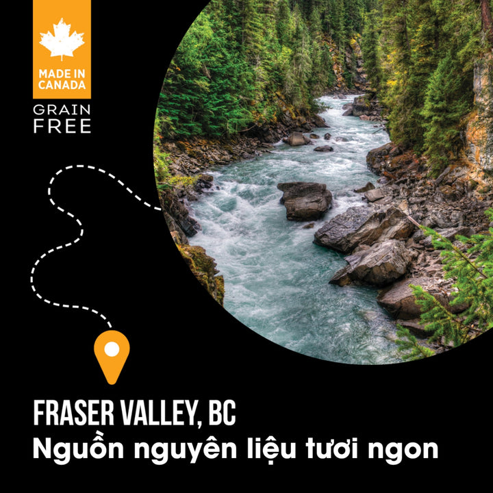 [4.5Kg] Hạt Nutrience Subzero Vị Gà Cho Chó Mọi Lứa Tuổi