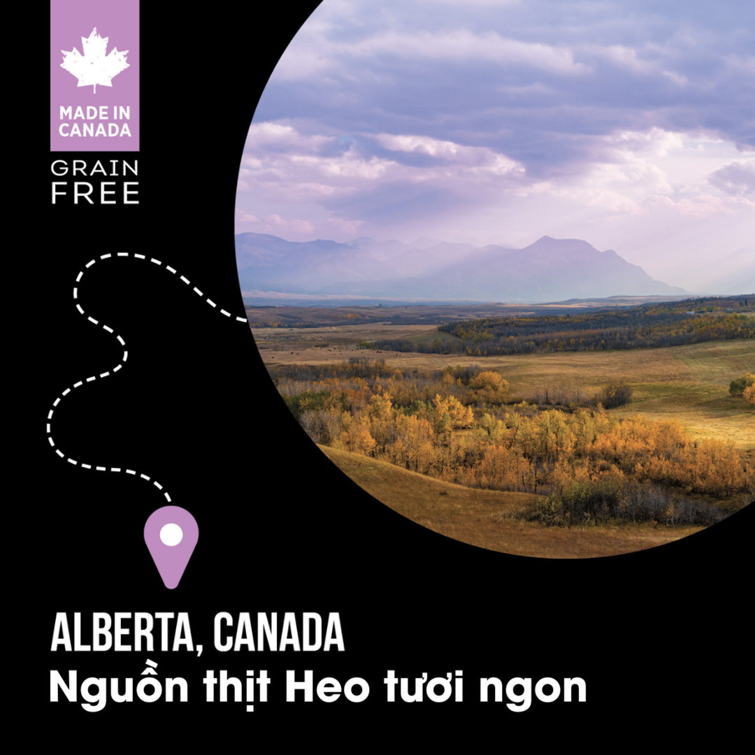 [10Kg] Hạt Nutrience Subzero Vị Heo, Táo & Rau Củ Quả Cho Chó Mọi Lứa Tuổi