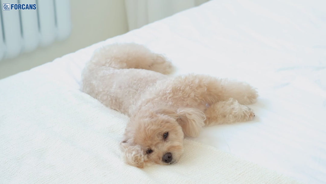 [170G] Xương Nhai Sạch Răng Kanoodle