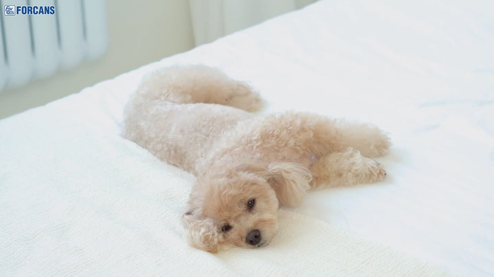 [170G] Xương Nhai Sạch Răng Kanoodle