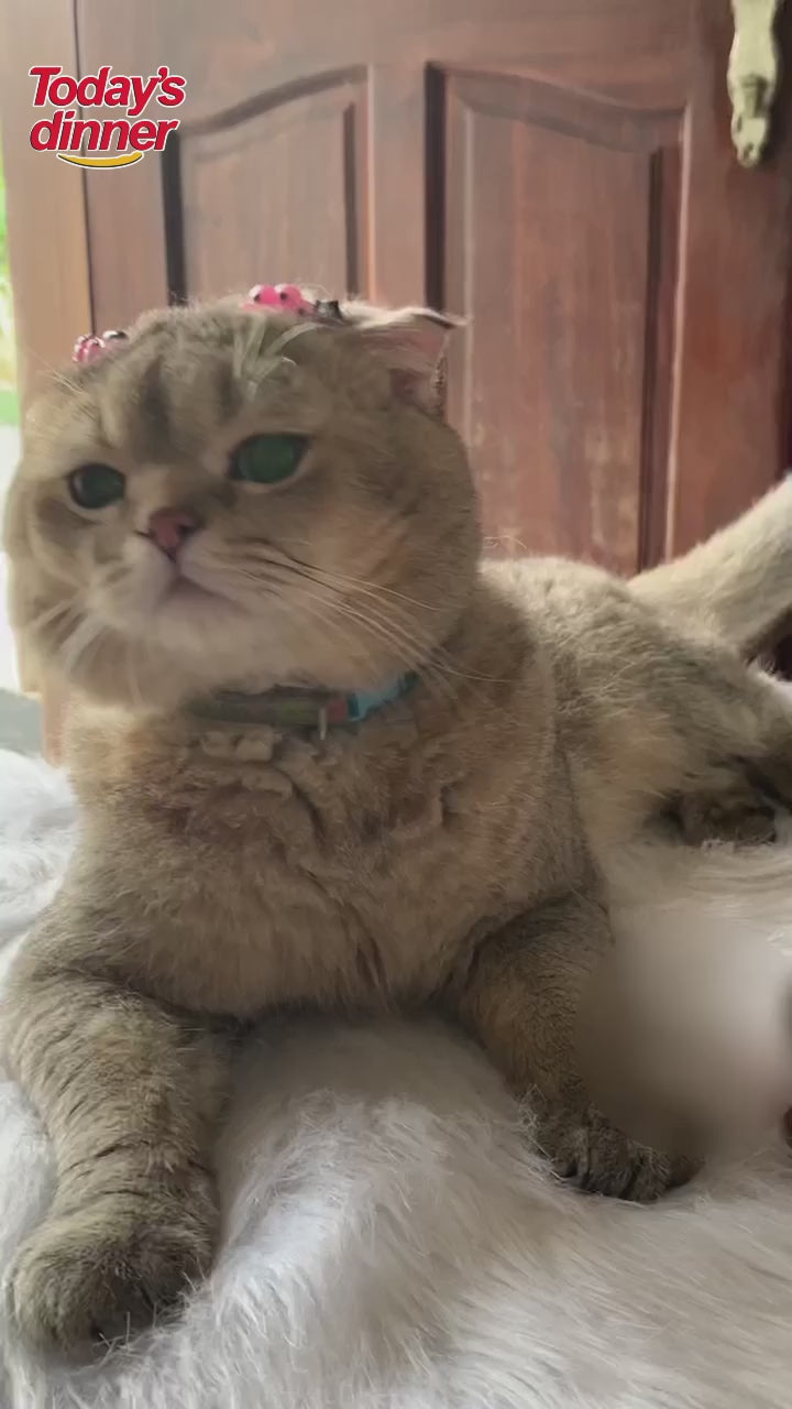 [1KG] Hạt Today's Dinner Mèo Mọi Lứa Tuổi