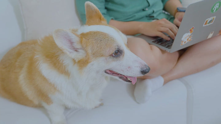 Snack Natural Core Thịt Sấy Chó Mọi Lứa Tuổi | Pet's Warehouse