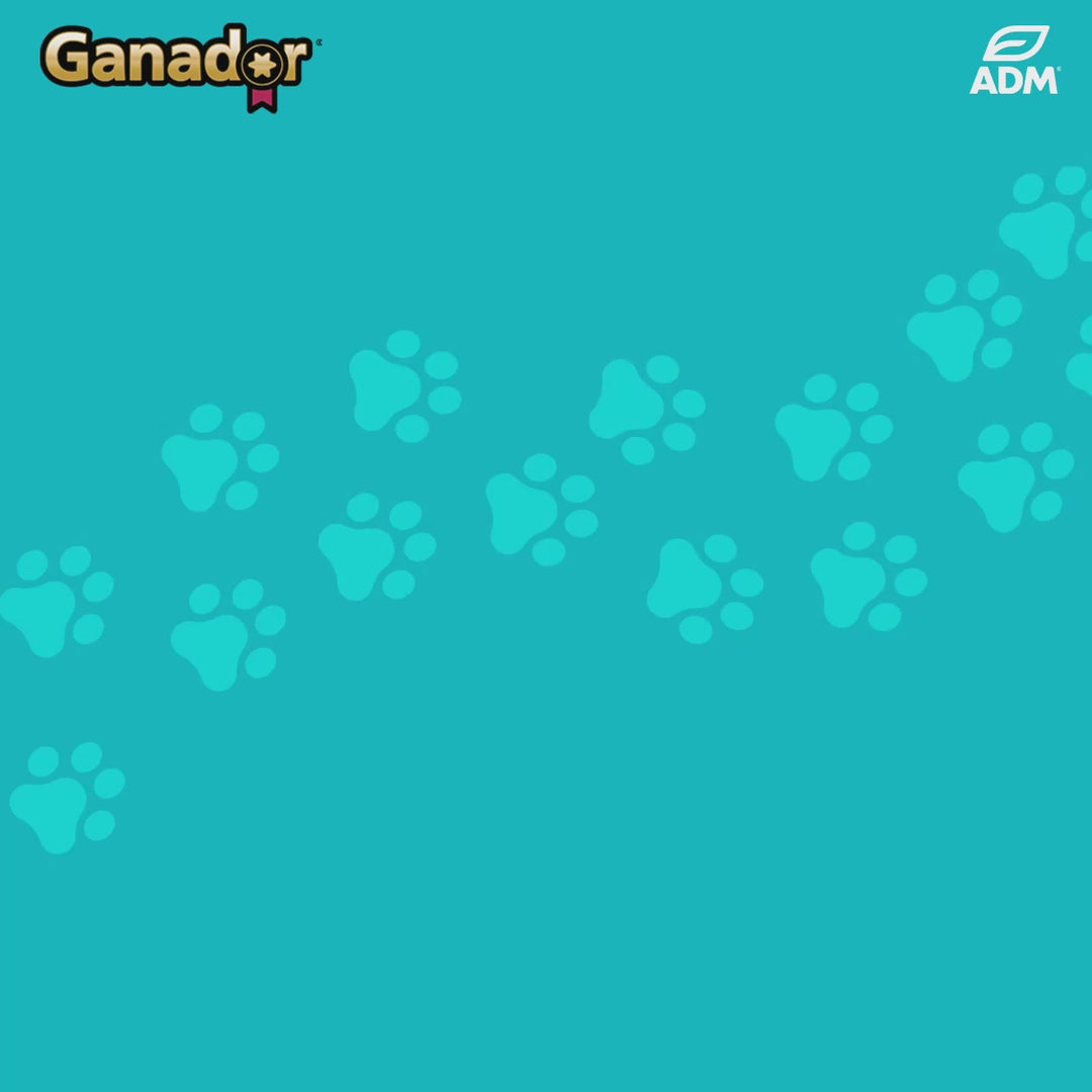 [Combo 2 Gói] Hạt Ganador Cho Chó Mọi Lứa Tuổi – Nhiều Vị Ngon, Túi 3Kg