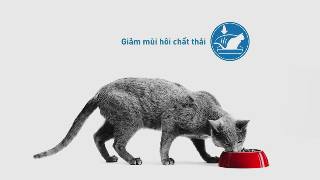 [400G - 2KG] Hạt Royal Canin Mèo Indoor